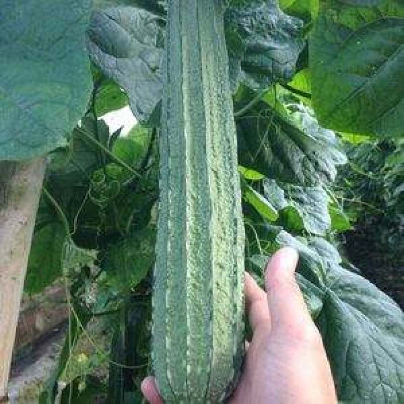 大肉花点丝瓜种子杂交肉丝瓜棱角丝瓜种子味甜头尾匀称