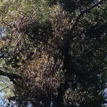 野生松树寄生草