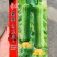 特早熟肉丝瓜种子杂交一代品种商品性好连续结瓜力强