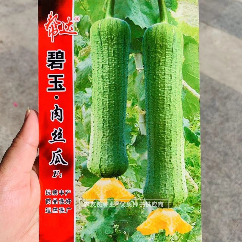 特早熟肉丝瓜种子杂交一代品种商品性好连续结瓜力强