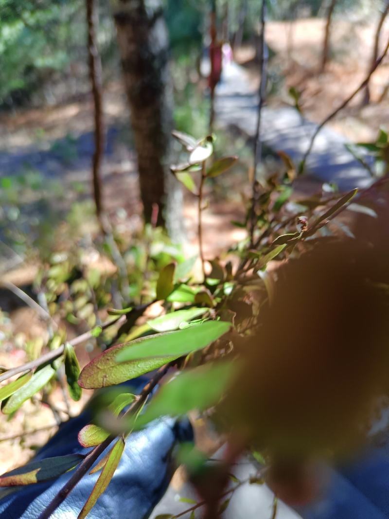 野生松树寄生草