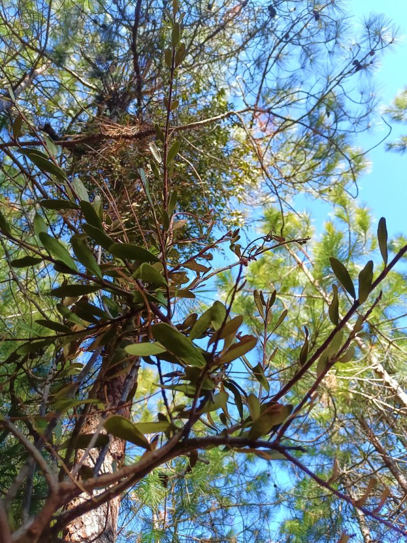 野生松树寄生草