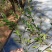 野生松树寄生草