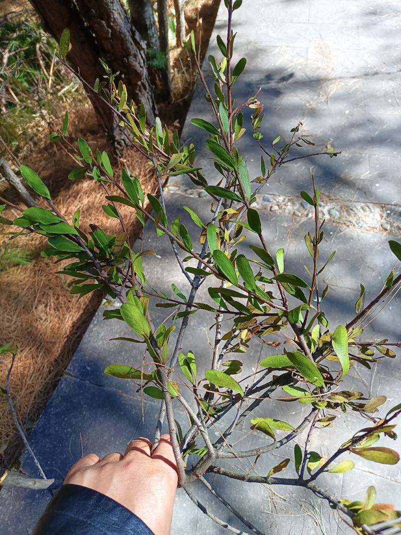 野生松树寄生草