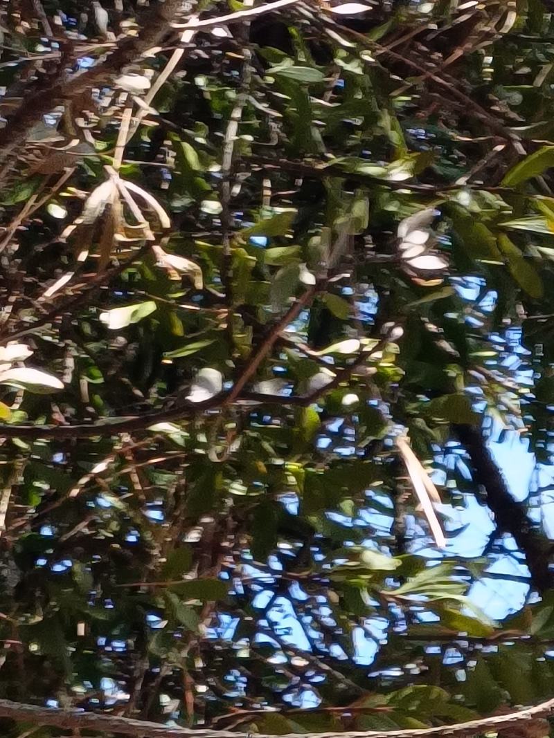 野生松树寄生草