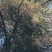 野生松树寄生草