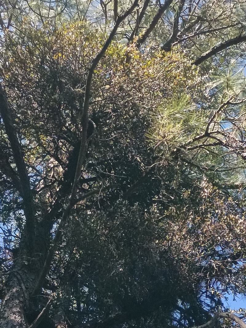 野生松树寄生草