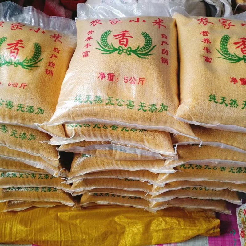 黄金小米