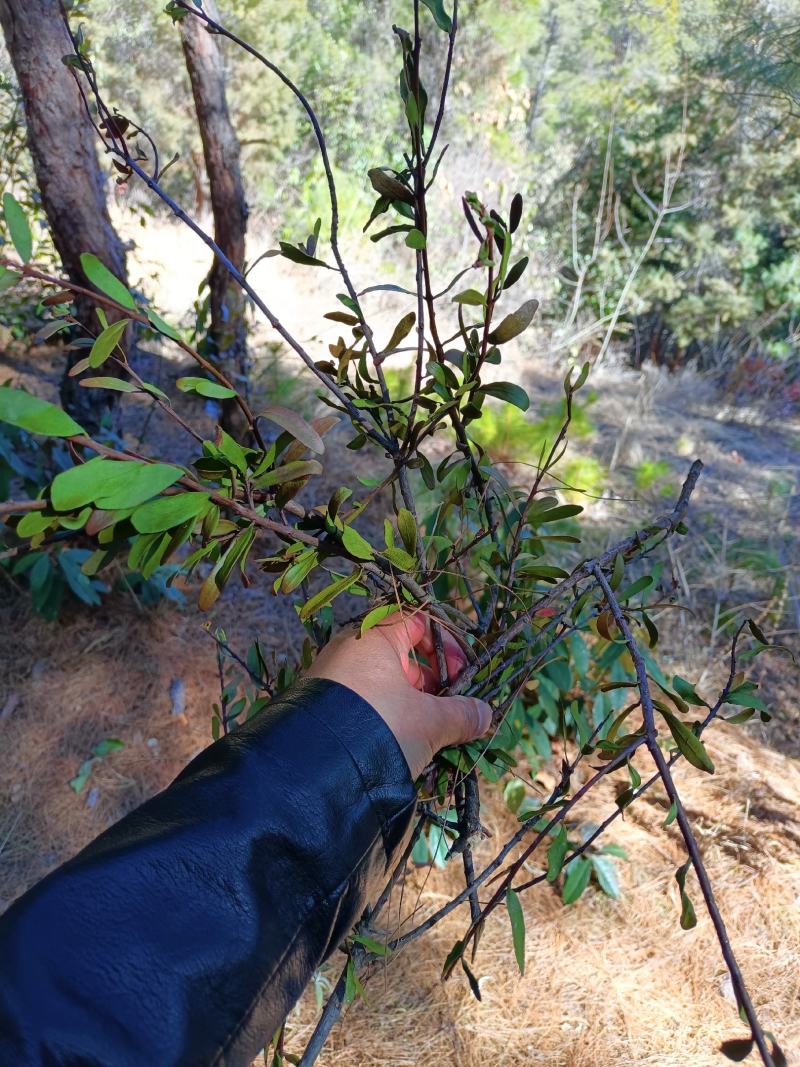 野生松树寄生草