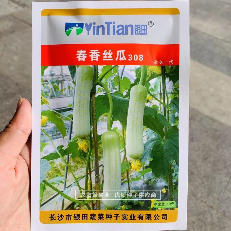 有瓜香丝瓜种子春香丝瓜308极早熟杂交种子白皮丝瓜种子