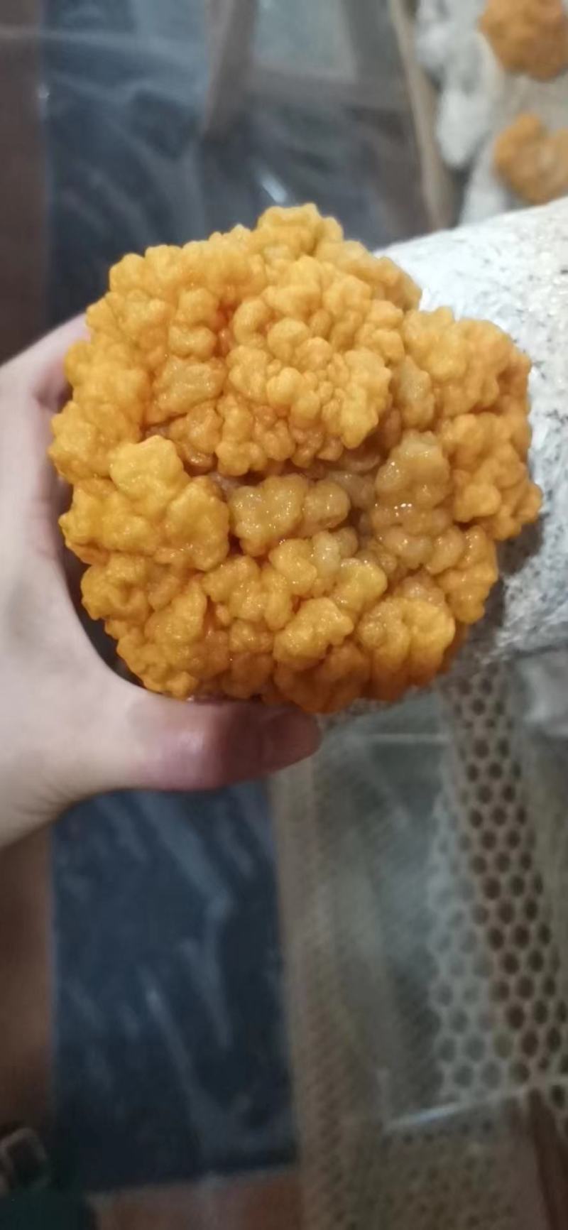 金耳菌包，灵芝菌包。槐耳菌包，红托竹荪菌包。大量供应，详