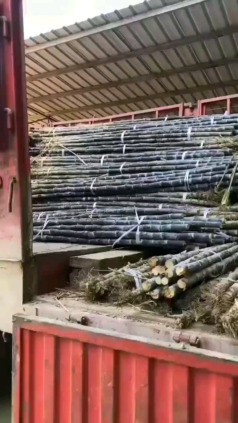 黄金甘蔗，黄皮甘蔗，云南甘蔗，水果甘蔗，口感好皮薄
