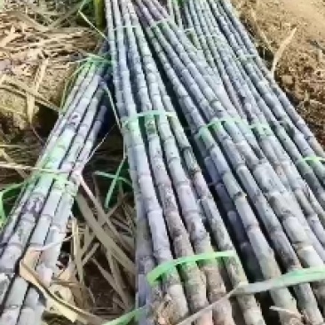 黄金甘蔗，黄皮甘蔗，云南甘蔗，水果甘蔗，口感好皮薄