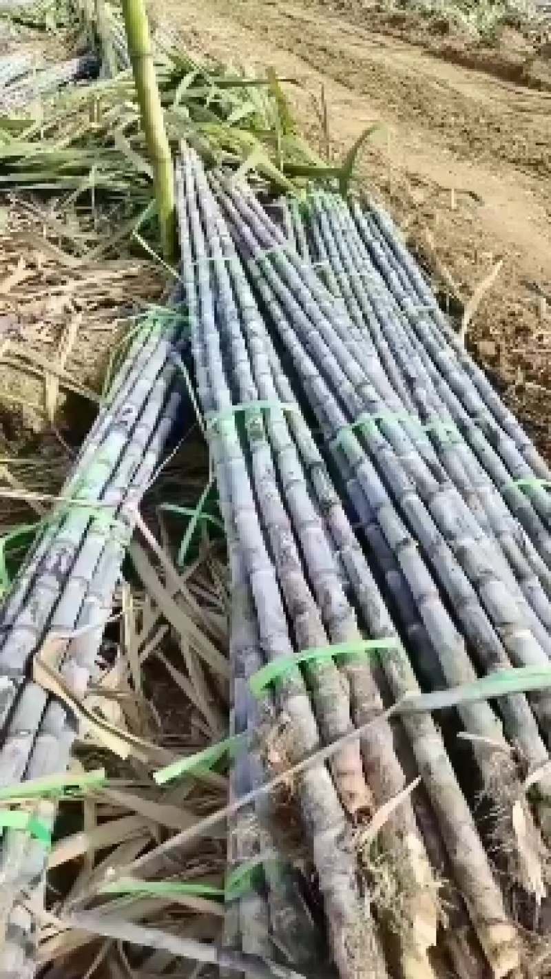 黄金甘蔗，黄皮甘蔗，云南甘蔗，水果甘蔗，口感好皮薄