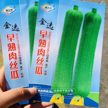 早熟肉丝瓜种子外皮绿色有蜡粉大田用种耐老化丝瓜种籽