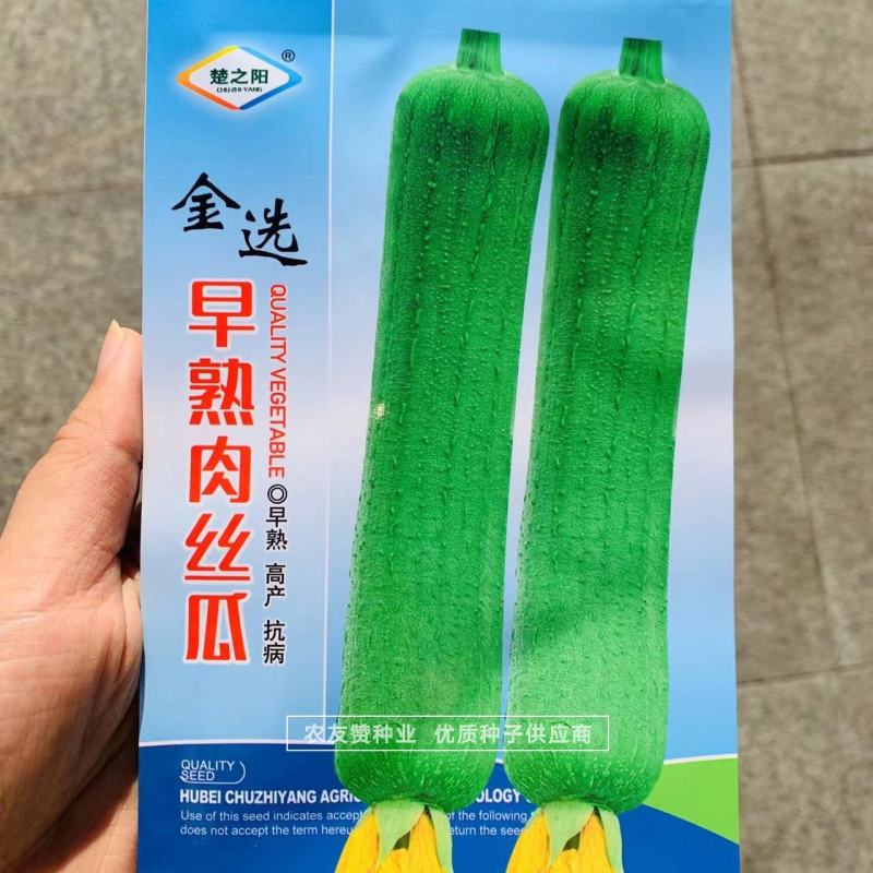 早熟肉丝瓜种子外皮绿色有蜡粉大田用种耐老化丝瓜种籽