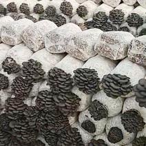 优质高产平菇菌棒，棉籽壳蘑菇出菇菌包，平菇菌种，平菇菌包