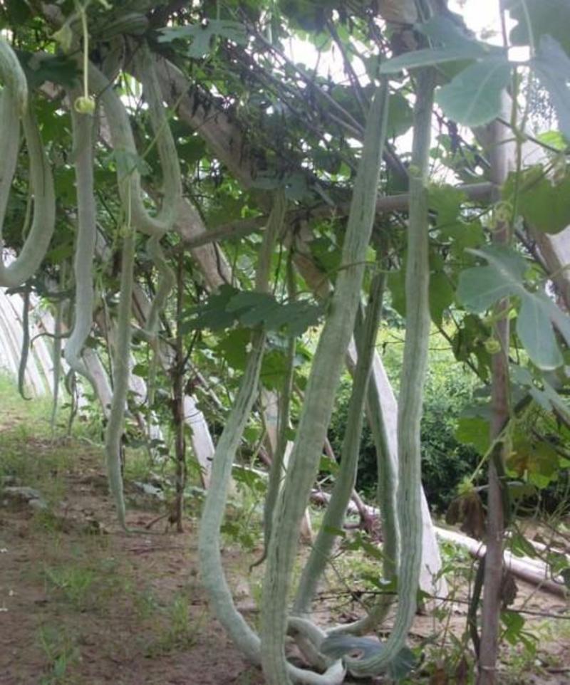 美味蛇瓜种子特长蛇豆种子抗病抗虫性强特长丝瓜种子