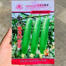 金盛达香丝瓜种子盛油20丝瓜种子早熟味香适应性好