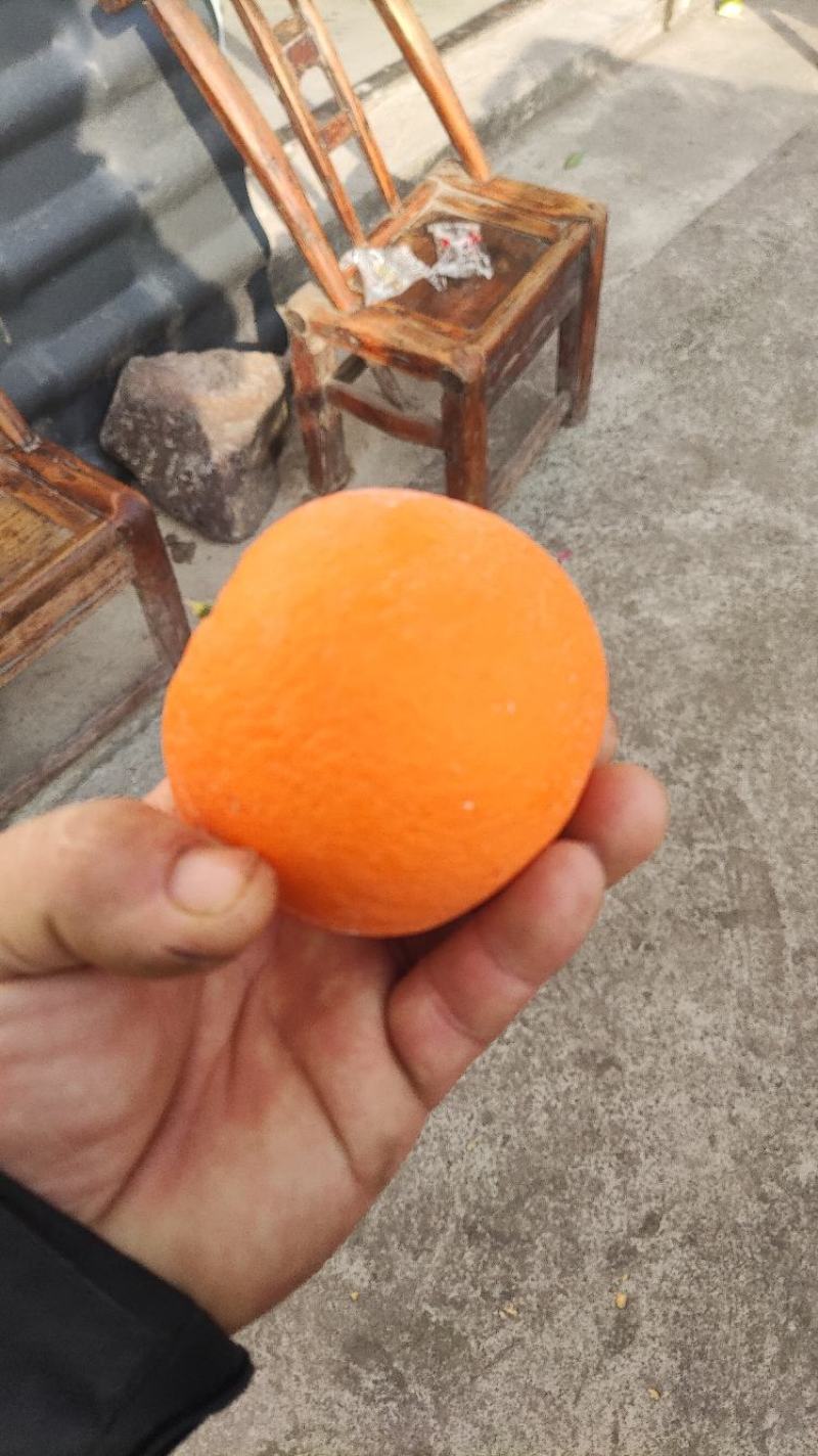 秭归脐橙中华红血橙