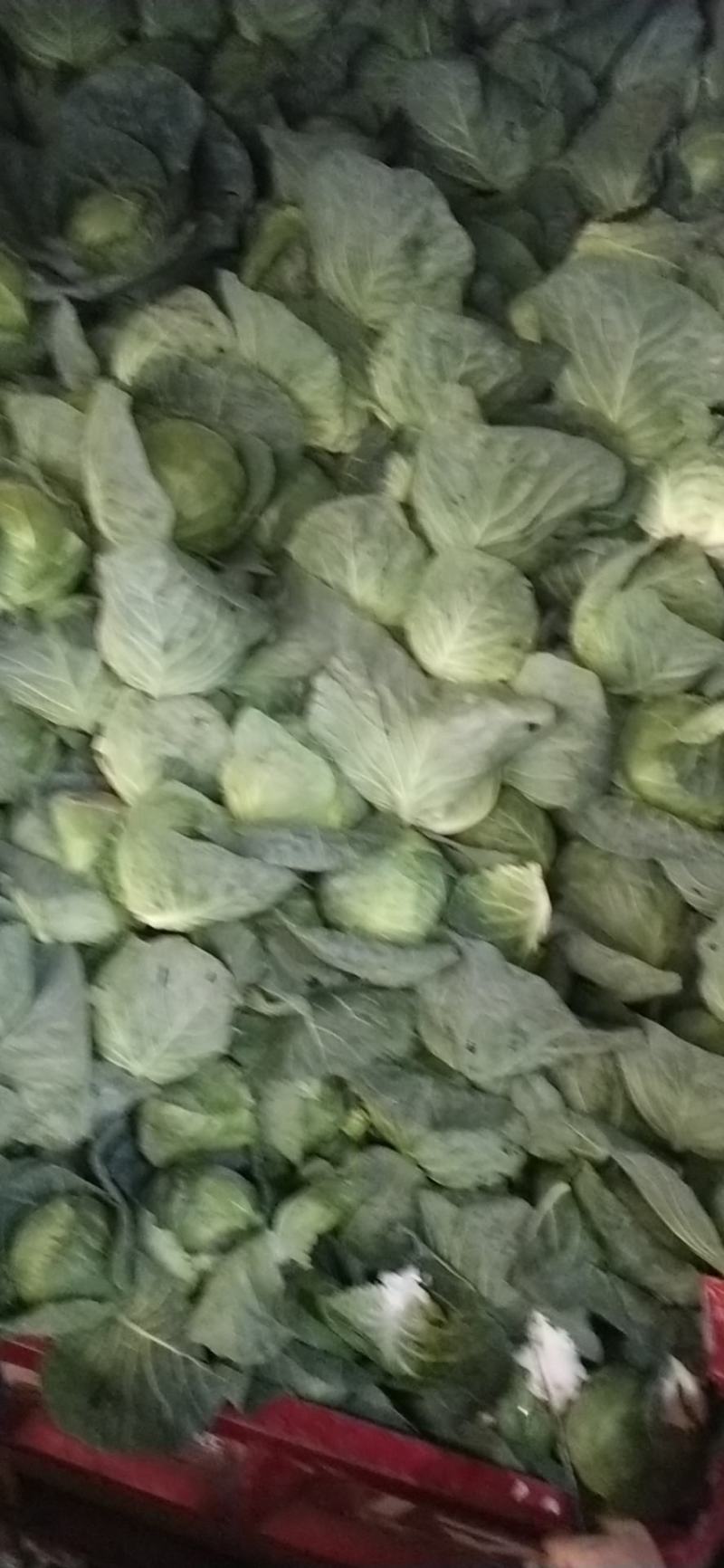 云南甘蓝，大量上市，欢迎订购，支持全国发货，量大从优，