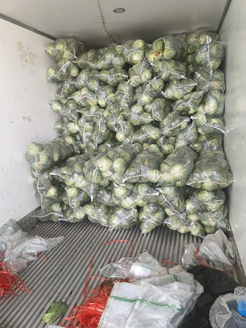 云南甘蓝，大量上市，欢迎订购，支持全国发货，量大从优，