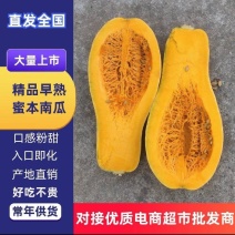 全黄老南瓜蜜本南瓜电商小南瓜超市南瓜养殖市场南瓜