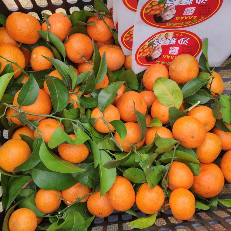 【荐】广西优质砂糖橘皮薄汁甜对接全国电商批发商欢迎来电