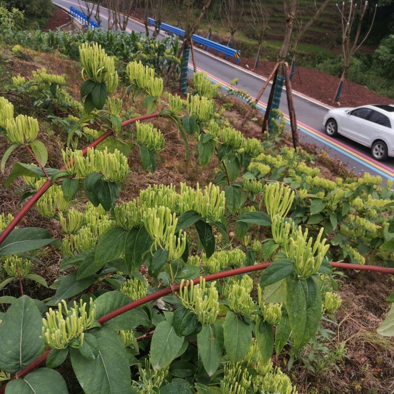 湘蕾金银花苗，正宗花王，大把抓，管理简单又方便