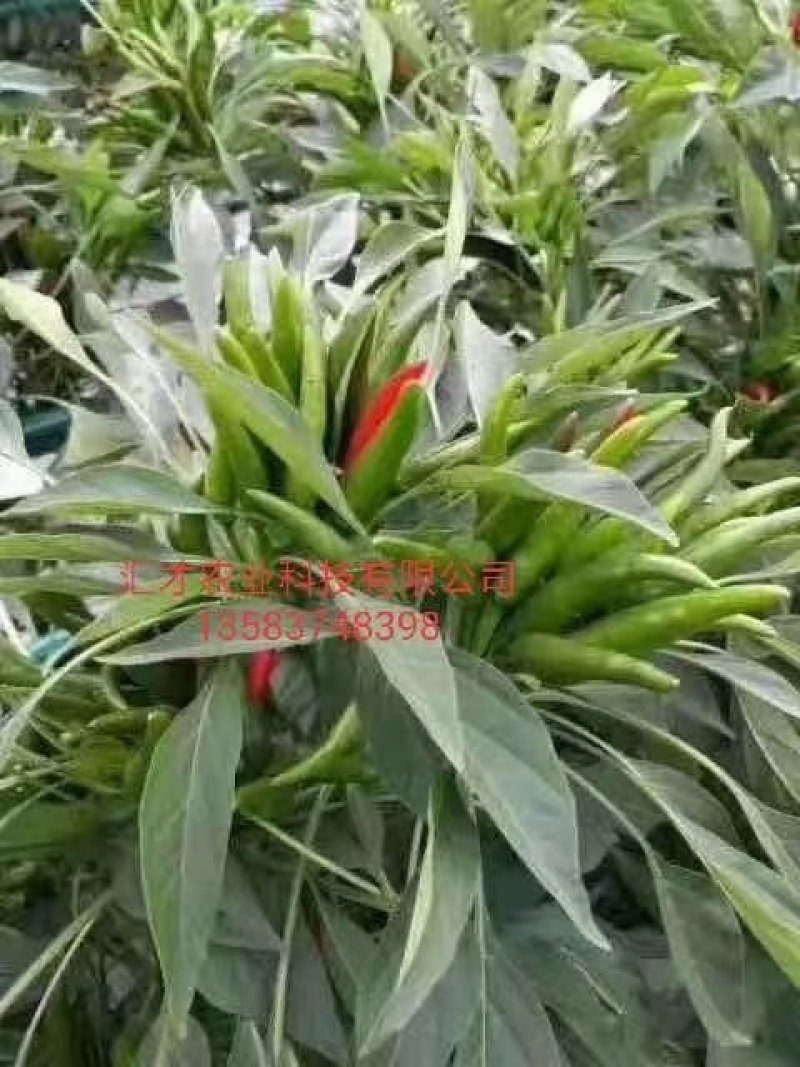 高端辣椒苗，朝天椒，螺丝椒线椒牛角椒，艳红小米椒，薄皮