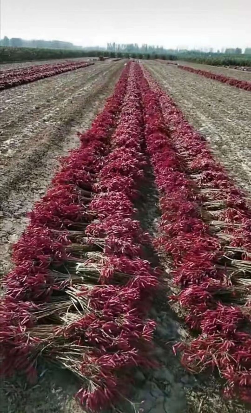 高端辣椒苗，朝天椒，螺丝椒线椒牛角椒，艳红小米椒，薄皮