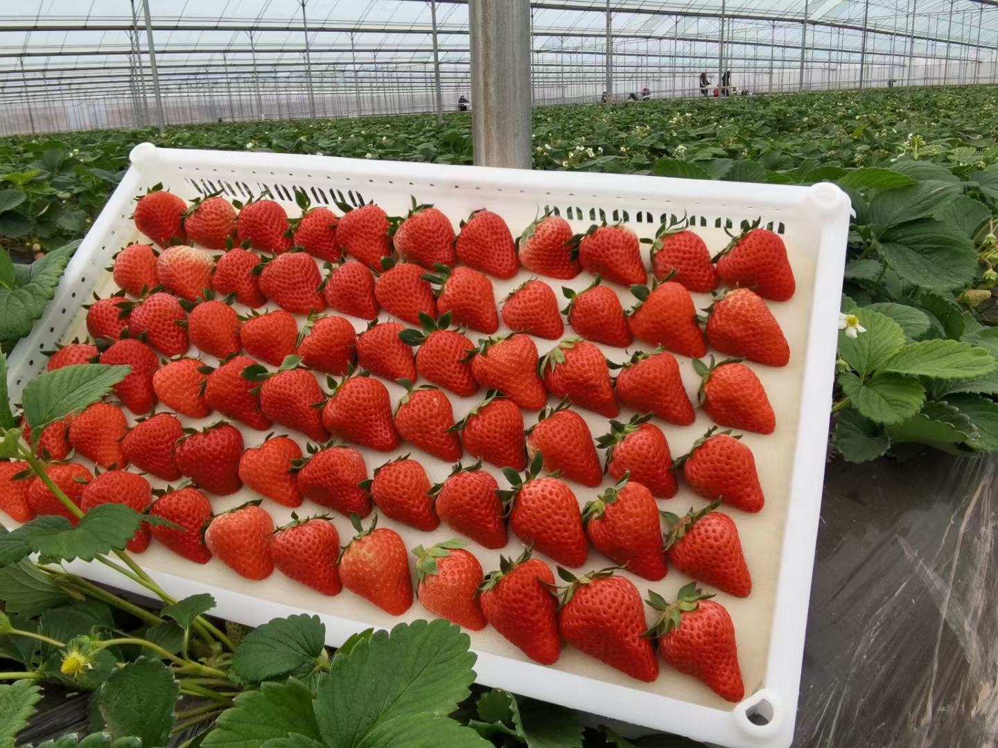 采摘园中的红颜草莓成熟场景