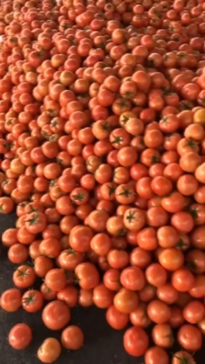 小果西红柿
