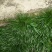虎须菖蒲苗九节菖蒲苗大叶红心现挖现发保证成活率