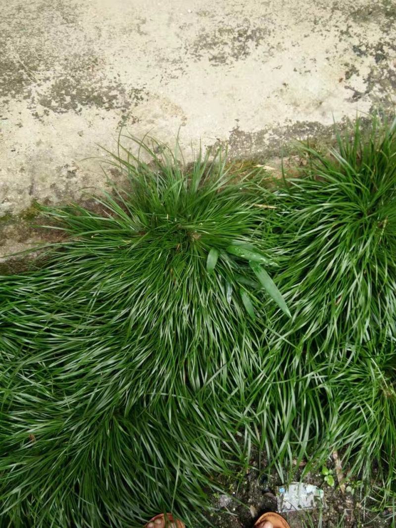 虎须菖蒲苗九节菖蒲苗大叶红心现挖现发保证成活率