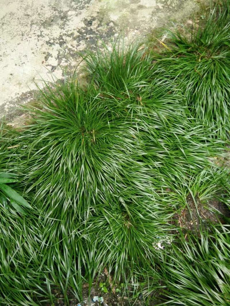 虎须菖蒲苗九节菖蒲苗大叶红心现挖现发保证成活率