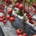 大果型硬粉盛世9号