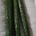 牛大量销售大荔县优质密刺黄瓜，质量保证，品质忧良。