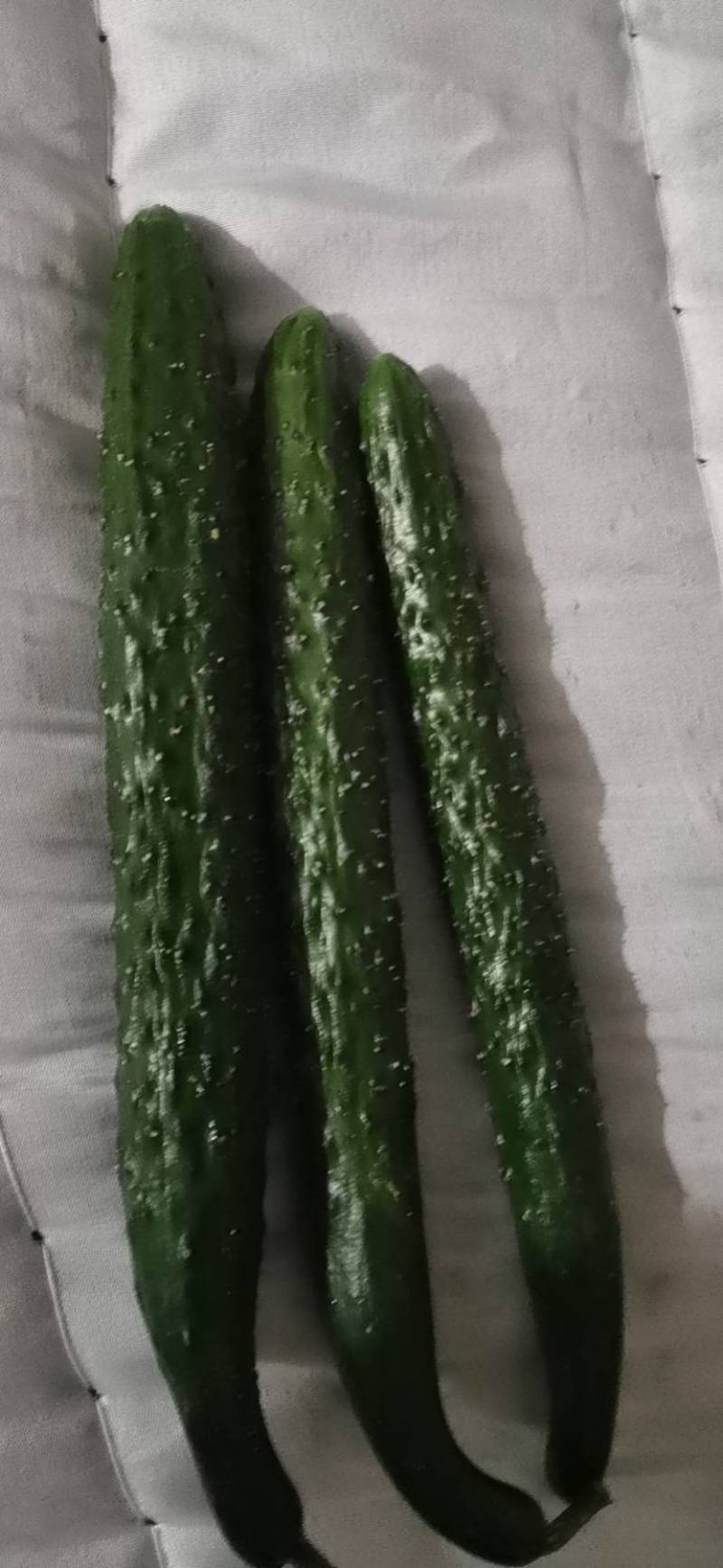 牛大量销售大荔县优质密刺黄瓜，质量保证，品质忧良。