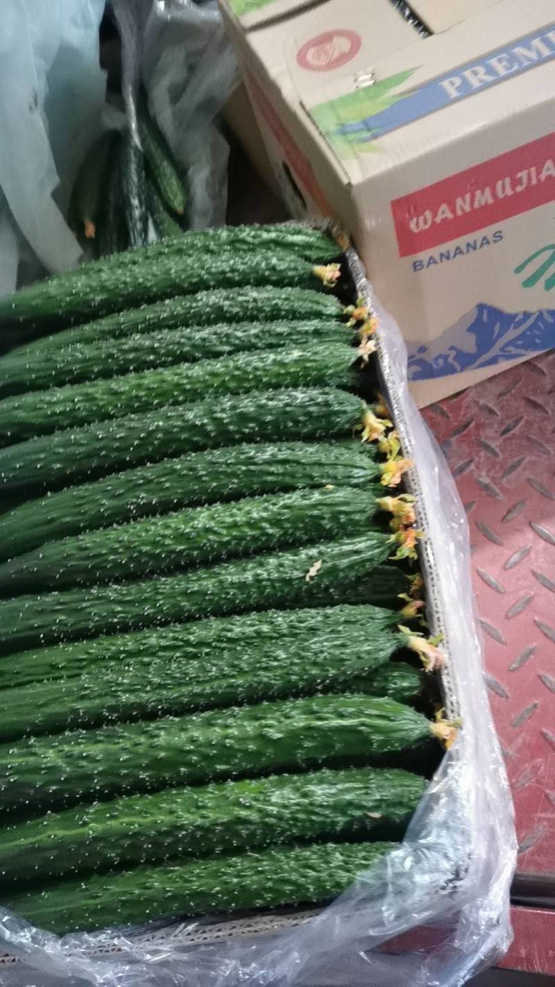 牛大量销售大荔县优质密刺黄瓜，质量保证，品质忧良。