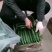 牛大量销售大荔县优质密刺黄瓜，质量保证，品质忧良。