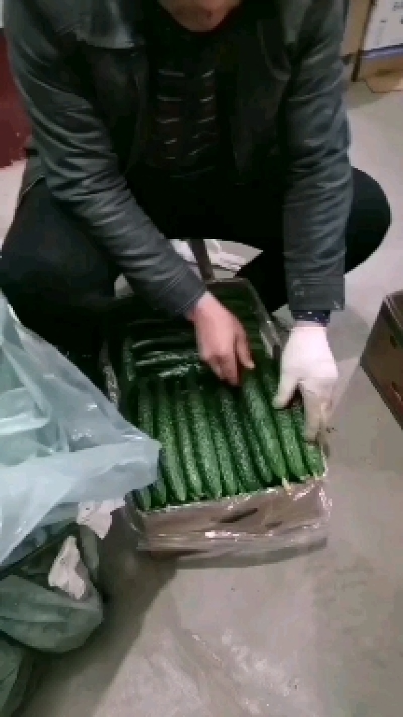 牛大量销售大荔县优质密刺黄瓜，质量保证，品质忧良。