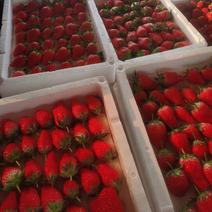 济南甜宝草莓，物美价廉，保质保量，诚信第一，欢迎采购！
