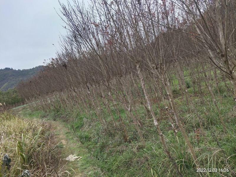 【规格全】三红紫薇紫叶红花紫薇，玫红紫薇现挖现发