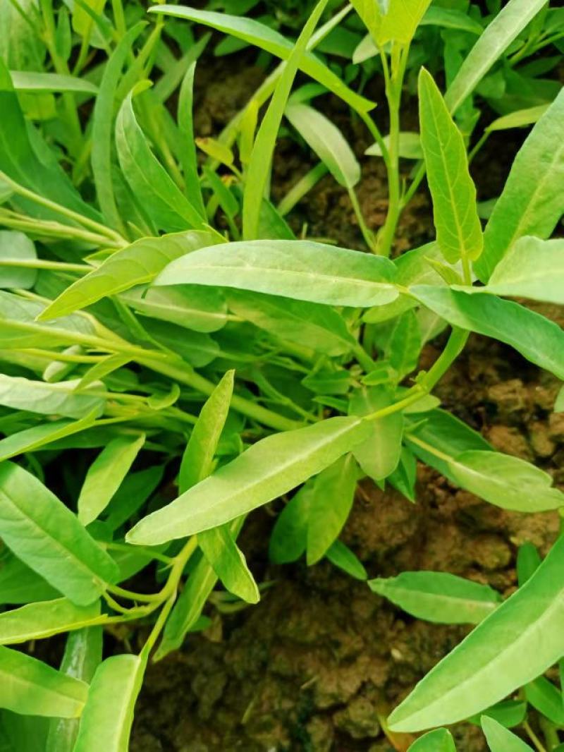 大量供应空心菜种苗