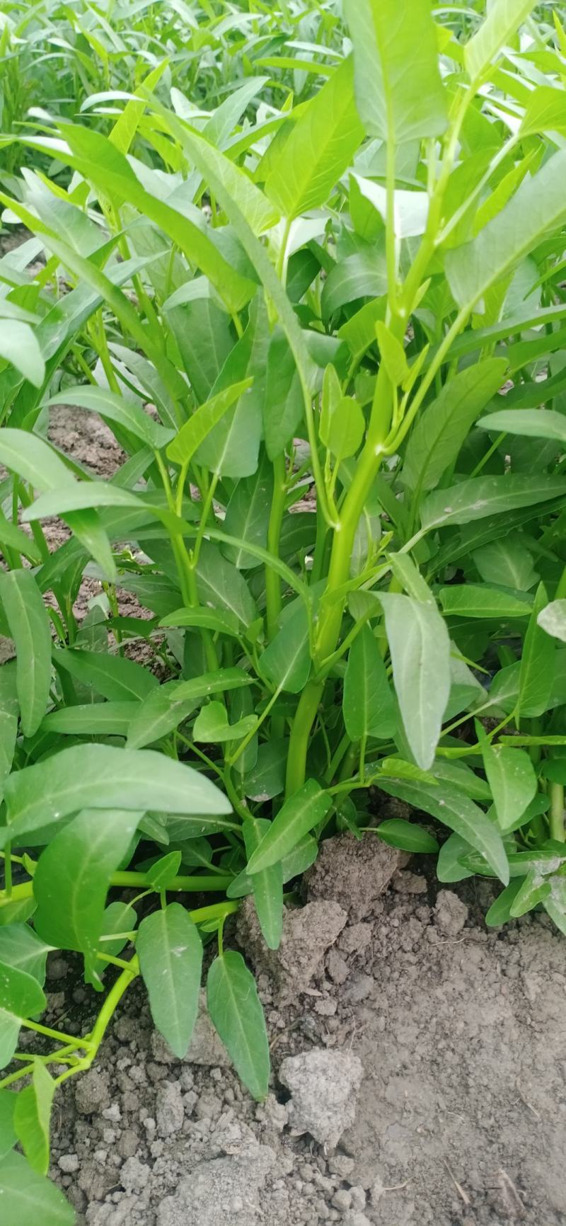 大量供应空心菜种苗