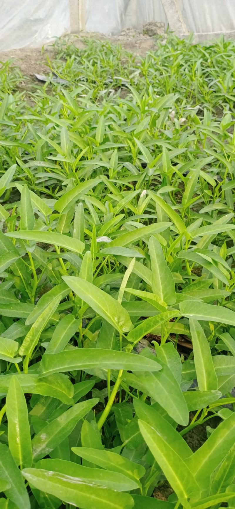 大量供应空心菜种苗