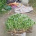 大量供应空心菜种苗