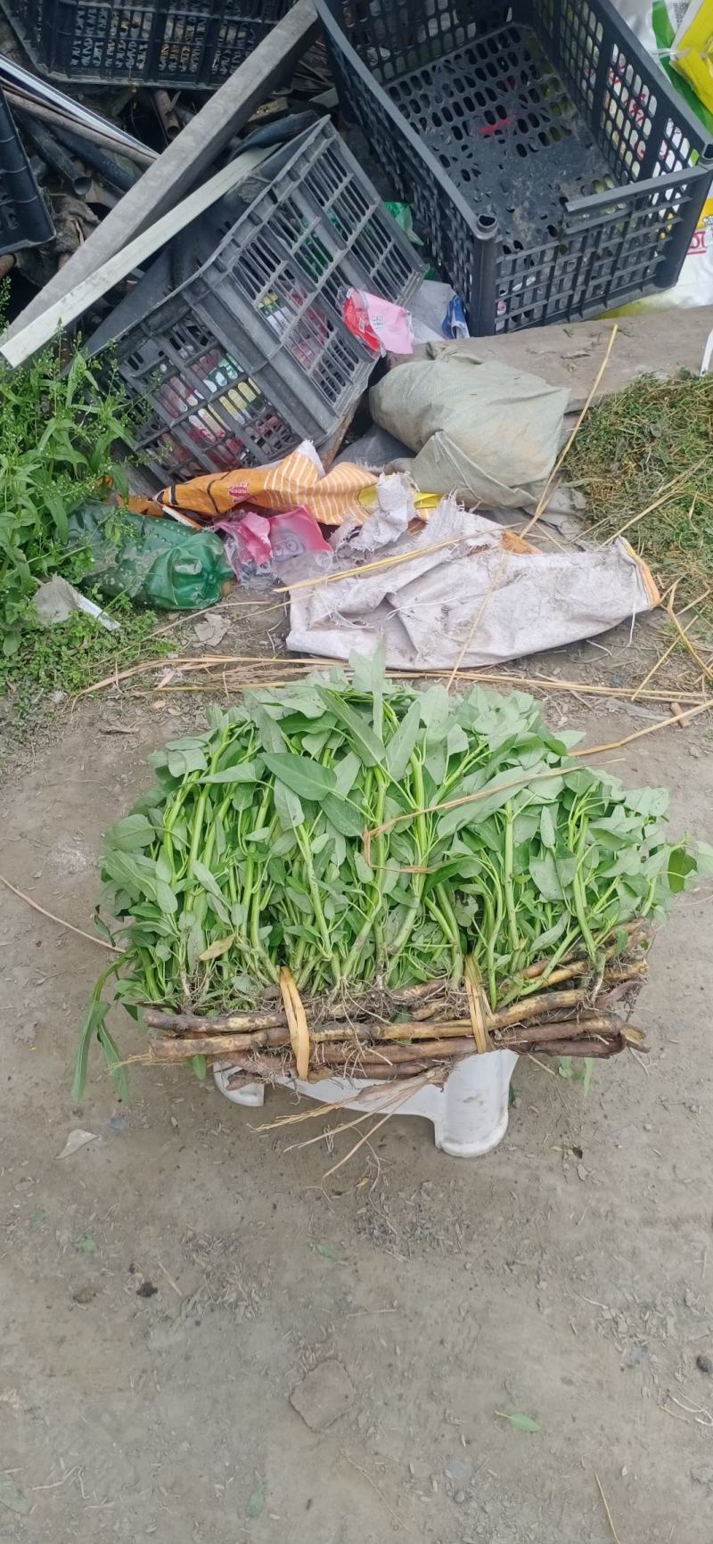 大量供应空心菜种苗