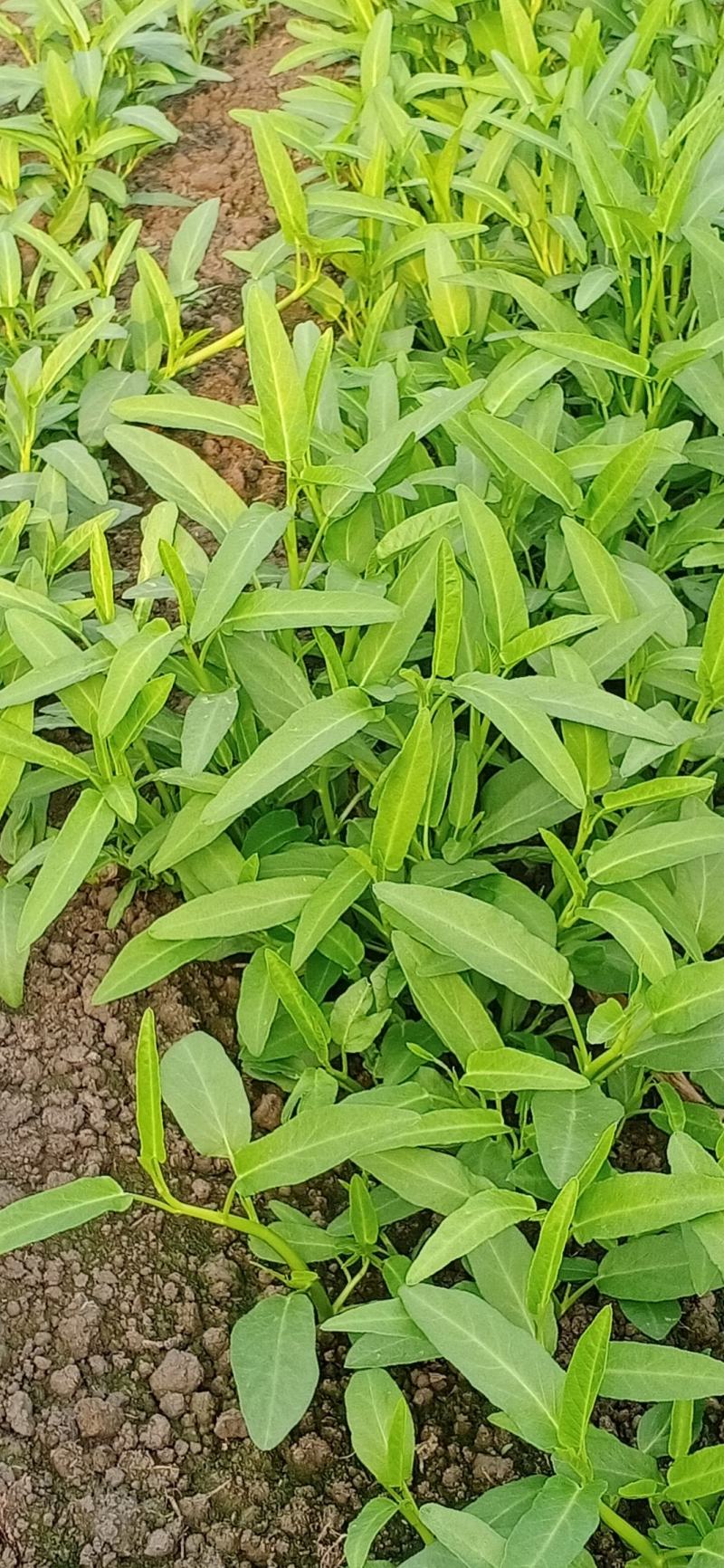 大量供应空心菜种苗